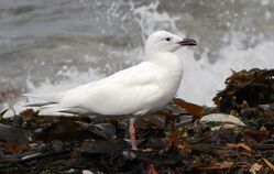 Photographed at Shingle Bank. on 18/9/2025. Photo: &copy;  Rockdweller
