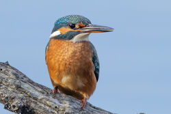 Photographed at Claire Mare. on 20/9/2025. Photo: &copy; Dave Carre