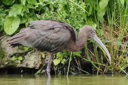 Photographed at Rue des Bergers. on 21/9/2025. Photo: &copy;  Rockdweller