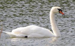 Photographed at Grande Mare. on 25/9/2025. Photo: &copy; Rockdweller