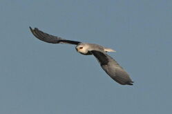 Photographed at Pleinmont [PLE]. on 25/9/2025. Photo: &copy; Monica Denning 