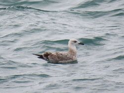 Photographed at L'Ancresse. on 19/9/2025. Photo: &copy; Tony Bisson