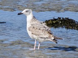 Photographed at Perelle. on 28/9/2025. Photo: &copy; Wayne Turner