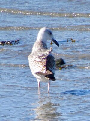 Photographed at Perelle. on 28/9/2025. Photo: &copy; Wayne Turner