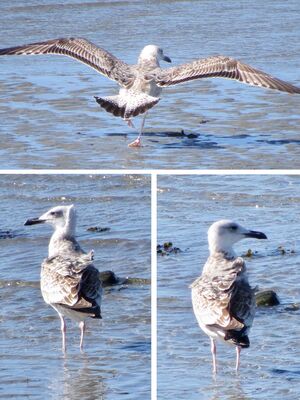 Photographed at Perelle. on 28/9/2025. Photo: &copy; Wayne Turner