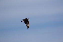 Photographed at Pleinmont. on 6/9/2025. Photo: &copy; Mark Guppy