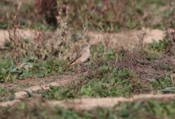 Photographed at Select location. on 26/9/2025. Photo: &copy; Mark Guppy