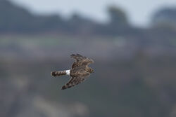 Photographed at Mt. Herault. on 2/10/2025. Photo: &copy; Dave Carre