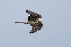 Photographed at Mt. Herault. on 2/10/2025. Photo: &copy; Dave Carre