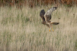 Photographed at Mt. Herault. on 6/10/2025. Photo: &copy; Dave Carre