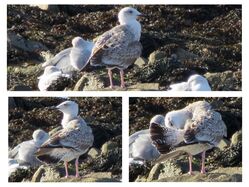 Photographed at Perelle. on 8/10/2025. Photo: &copy; Wayne Turner