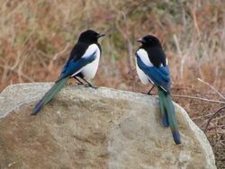 Photographed at Pleinmont. on 9/10/2025. Photo: &copy; Wayne Turner