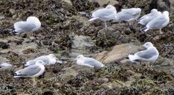 Photographed at Perelle. on 10/10/2025. Photo: &copy; Wayne Turner