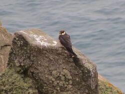 Photographed at Pleinmont. on 13/10/2025. Photo: &copy; Wayne Turner