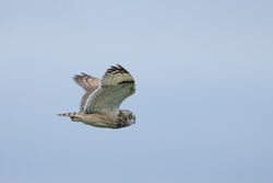 Photographed at Pleinmont. on 13/10/2025. Photo: &copy; Dave Carre