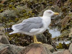 Photographed at Perelle. on 13/10/2025. Photo: &copy; Wayne Turner