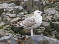 Photographed at Perelle. on 13/10/2025. Photo: &copy; Wayne Turner