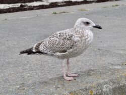 Photographed at L'Eree. on 15/10/2025. Photo: &copy; Wayne Turner