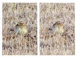 Photographed at Pleinmont. on 17/10/2025. Photo: &copy; Wayne Turner