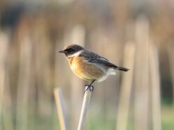 Photographed at Pleinmont. on 17/10/2025. Photo: &copy; Wayne Turner