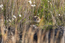 Photographed at Vale Pond. on 17/10/2025. Photo: &copy; Dave Carre