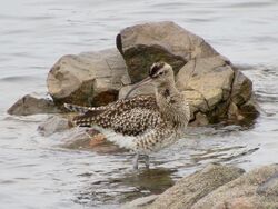 Photographed at Perelle. on 18/10/2025. Photo: &copy; Wayne Turner
