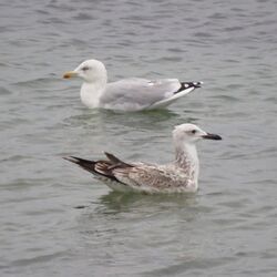 Photographed at Rocquaine. on 18/10/2025. Photo: &copy; Wayne Turner