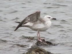Photographed at Rocquaine. on 18/10/2025. Photo: &copy; Wayne Turner