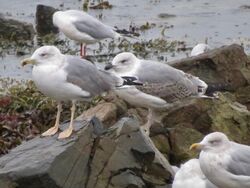 Photographed at Perelle. on 19/10/2025. Photo: &copy; Wayne Turner