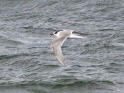 Photographed at Perelle. on 20/10/2025. Photo: &copy; Wayne Turner