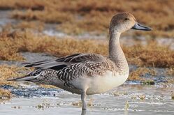 Photographed at Colin Best NR. on 20/10/2025. Photo: &copy; Rockdweller