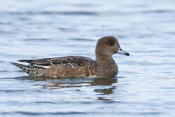 Photographed at Claire Mare. on 20/10/2025. Photo: &copy; Dave Carre