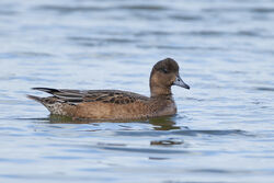 Photographed at Claire Mare. on 20/10/2025. Photo: &copy; Dave Carre