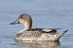 Photographed at Claire Mare. on 20/10/2025. Photo: &copy; Dave Carre