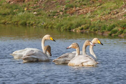 Photographed at Grande Mare. on 27/10/2025. Photo: &copy; Rod Ferbrache