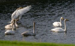 Photographed at Rue des Bergers. on 27/10/2025. Photo: &copy;  Rockdweller
