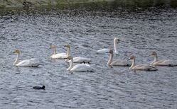 Photographed at Rue des Bergers. on 27/10/2025. Photo: &copy;  Rockdweller