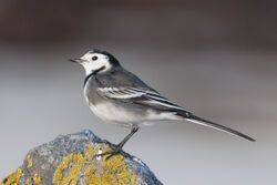 Photographed at Jaonneuse. on 28/10/2025. Photo: &copy; Rod Ferbrache