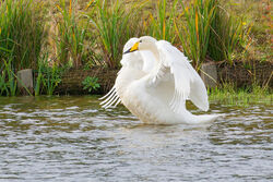 Photographed at Grande Mare [GMA]. on 30/10/2025. Photo: &copy; Christopher Wilkinson