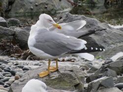 Photographed at Perelle. on 30/10/2025. Photo: &copy; Wayne Turner