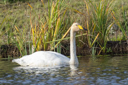 Photographed at Grande Mare. on 1/11/2025. Photo: &copy; Dave Carre