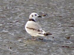Photographed at Perelle. on 8/11/2025. Photo: &copy; Wayne Turner