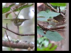Photographed at Vaux de Monel. on 9/11/2025. Photo: &copy; Wayne Turner