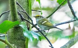 Photographed at Vaux de Monel. on 10/11/2025. Photo: &copy;  Rockdweller