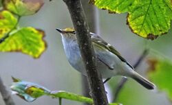 Photographed at Vaux de Monel. on 9/11/2025. Photo: &copy;  Rockdweller