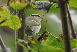 Photographed at Vaux de Monel. on 10/11/2025. Photo: &copy;  Rockdweller