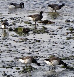 Photographed at Perelle. on 17/11/2025. Photo: &copy; Wayne Turner