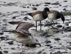 Photographed at Perelle. on 17/11/2025. Photo: &copy; Wayne Turner