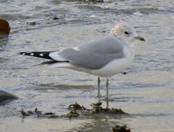 Photographed at Perelle. on 19/11/2025. Photo: &copy; Wayne Turner
