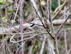 Photographed at Silbe. on 21/11/2025. Photo: &copy; Wayne Turner